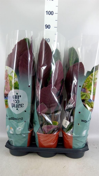 <h4>Calathea warscewiczii</h4>