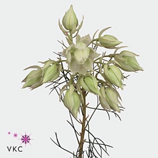 Cape green serruria blushing bride