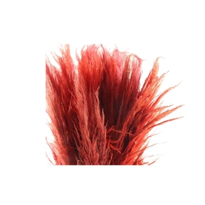 Cortaderia Orange