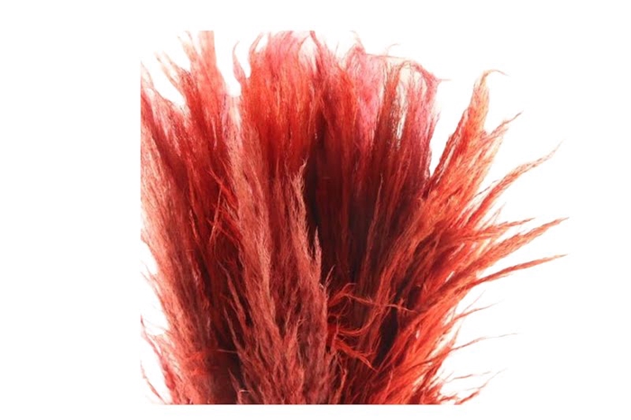 <h4>Cortaderia Orange</h4>