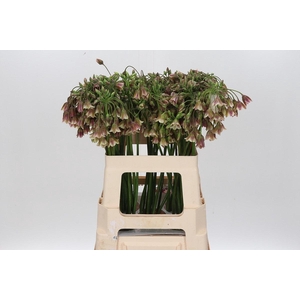 Allium Nectaroscordum Siculum
