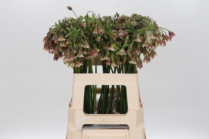 <h4>Allium Nectaroscordum Siculum</h4>