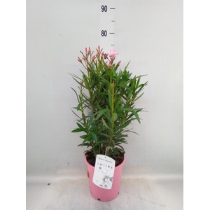 Nerium oleander   ...