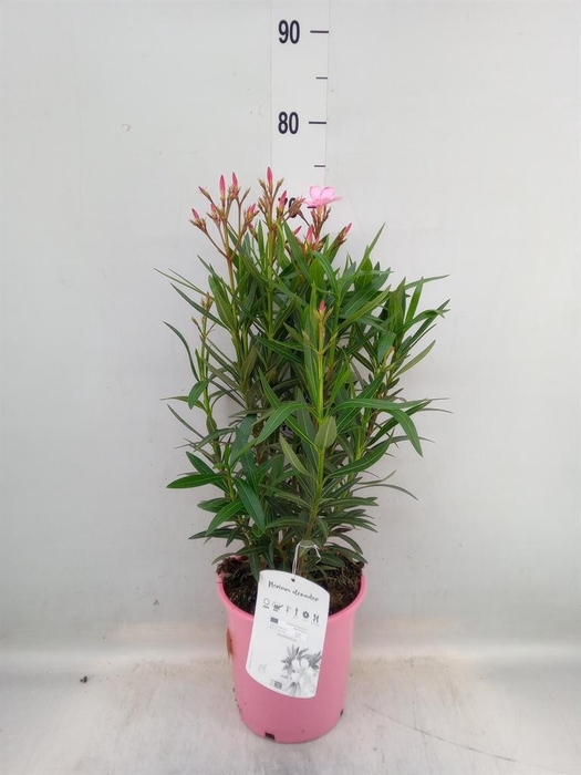 <h4>Nerium oleander   ...</h4>