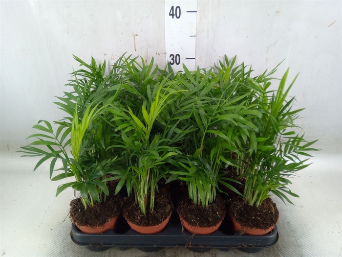 <h4>Chamaedorea elegans</h4>