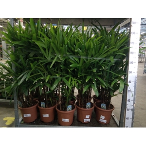 Rhapis excelsa