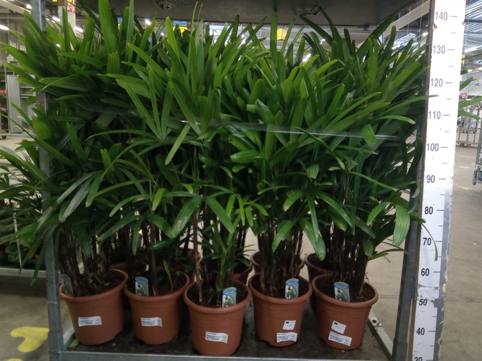 <h4>Rhapis excelsa</h4>