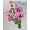 R TR BLUE MOON Tessa