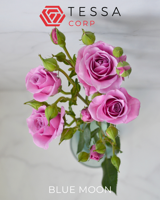 R TR BLUE MOON Tessa