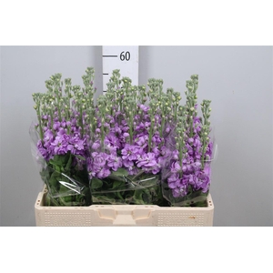 Matth Figaro Lavende