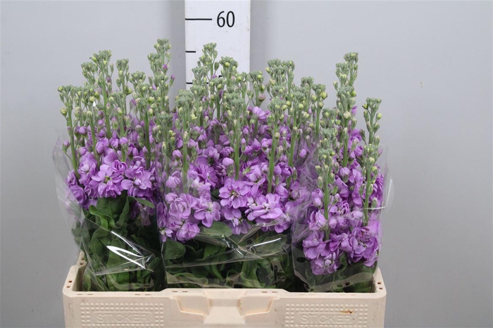 <h4>Matth Figaro Lavende</h4>