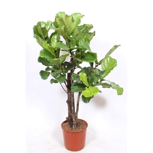 Ficus Lyrata vertakt FiLy34Vt