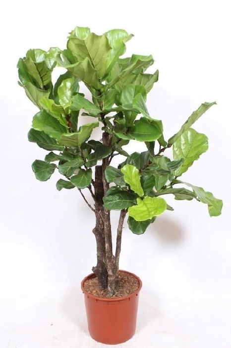 <h4>Ficus Lyrata vertakt FiLy34Vt</h4>