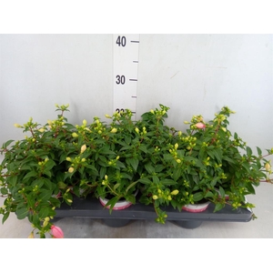 Fuchsia  'Bella Fuchsia Sophia'