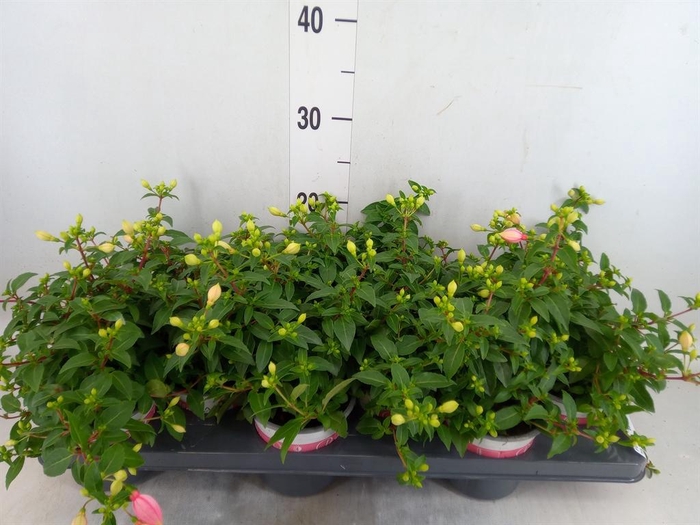 <h4>Fuchsia 'Bella Fuchsia Sophia'</h4>