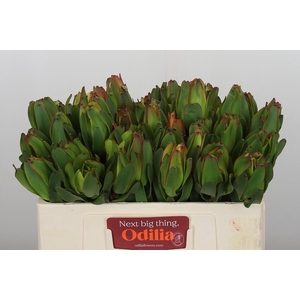 Leucadendron Laurel Yellow
