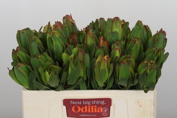 <h4>Leucadendron Laurel Yellow</h4>