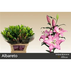 Lilium (OT-hybrids Grp) 'Albareto'