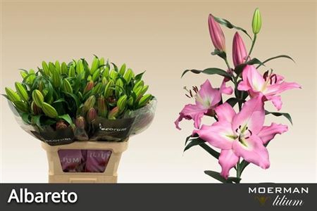 <h4>Lilium (OT-hybrids Grp) 'Albareto'</h4>