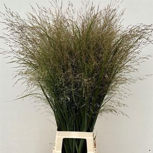 Siergras Panicum Vi Northwind