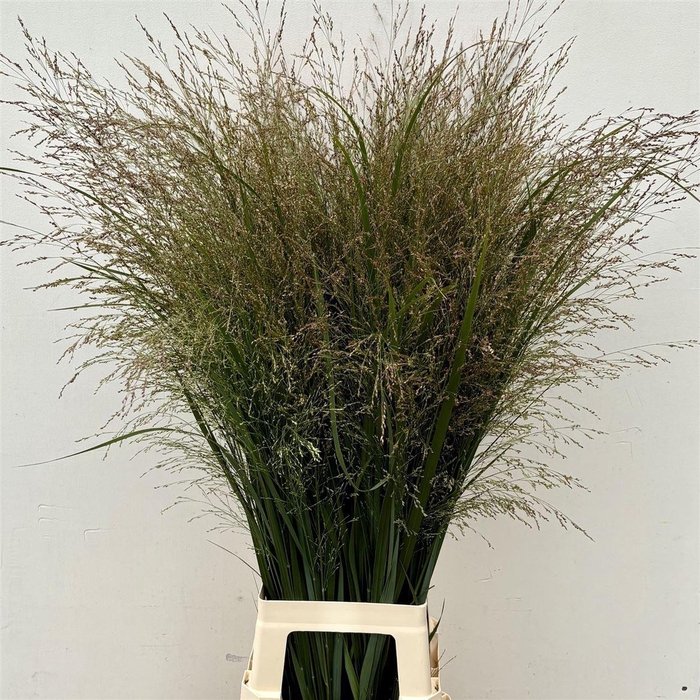 <h4>Siergras Panicum Vi Northwind</h4>