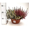 Calluna Garden Girls quattro