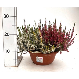 Calluna Garden Girls quattro