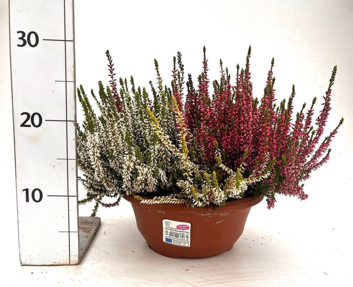Calluna Garden Girls quattro