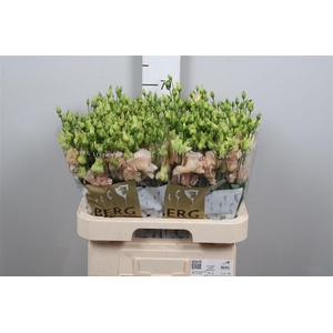 Eus G Alissa L Apricot