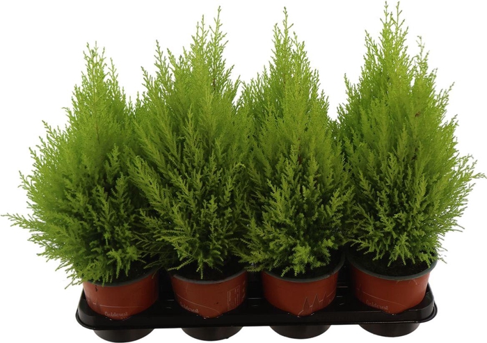 <h4>Cupr Ma Goldcrestw</h4>