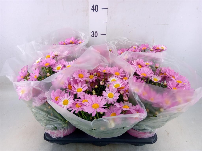 <h4>Origanum vulgare</h4>