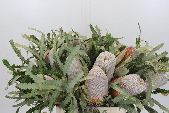 <h4>Banksia Prionotes</h4>