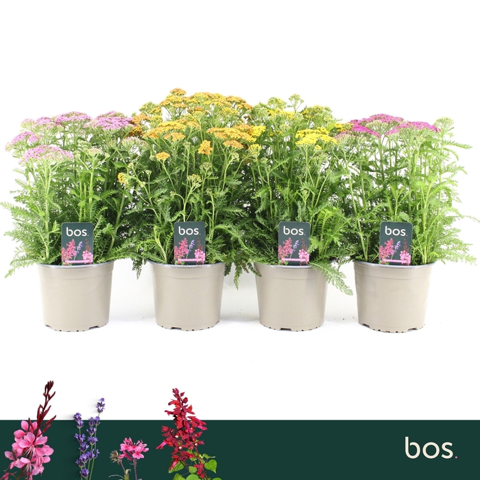 <h4>Achillea Millefolium Gemengd Milly Rock</h4>