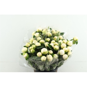 Paeo L Bridal Grown 50cm