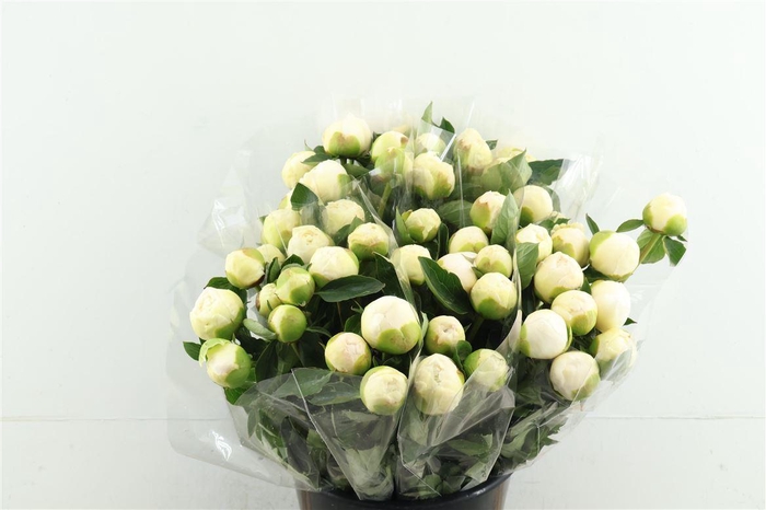 <h4>Paeo L Bridal Grown 50cm</h4>