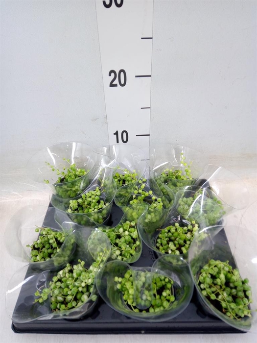 <h4>Senecio rowleyanus</h4>