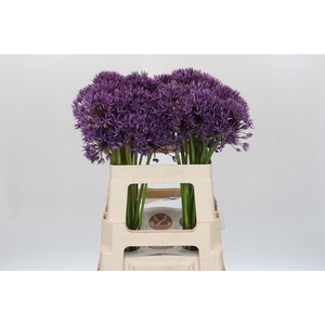 Allium Jackpot