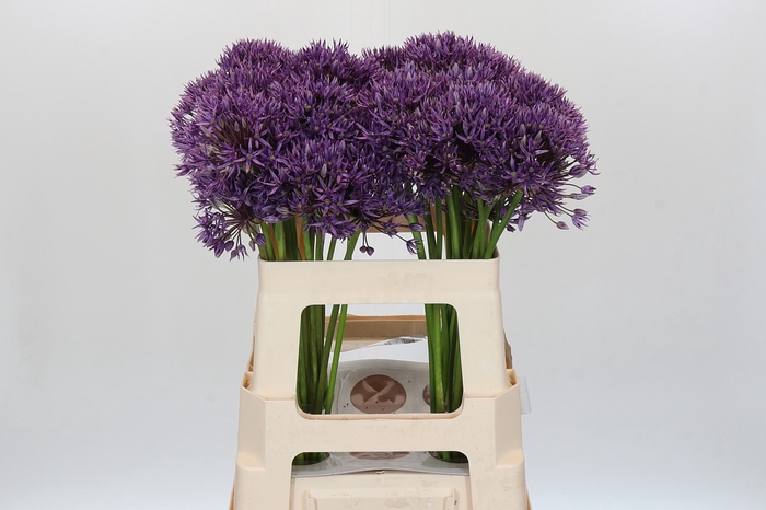 <h4>Allium Jackpot</h4>