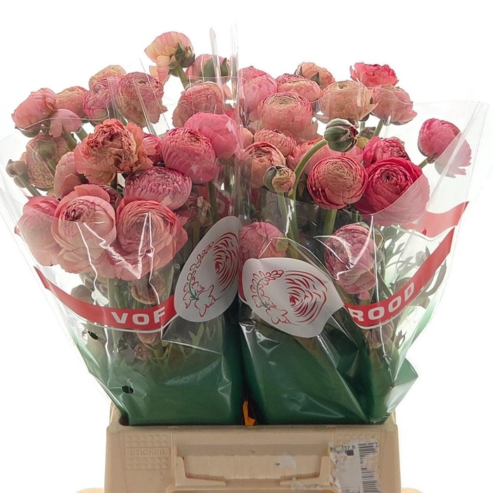 <h4>Ran Aazur Antique Rose</h4>