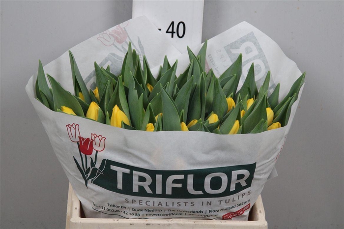 <h4>Tu En Novi Sun</h4>