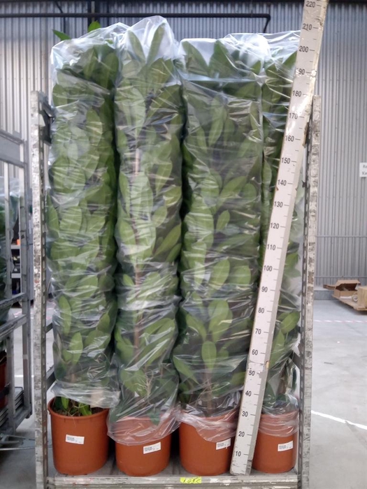 <h4>Ficus cyathistipula</h4>