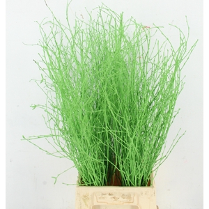 BETULA BS KLB H%