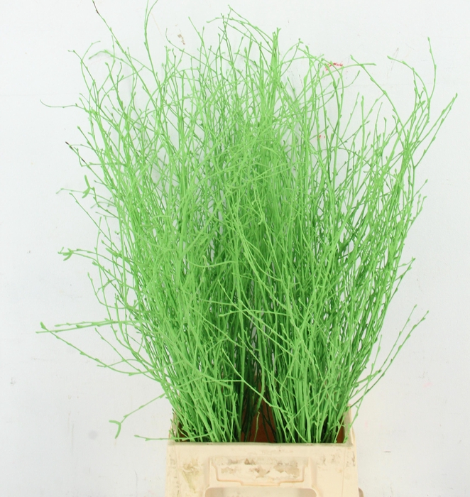 Betula Bs Klb H%