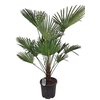 Trachycarpus Wagnerianus Nl Paspoort 140+