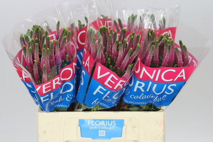 <h4>Veronica Artist Pink X 25</h4>