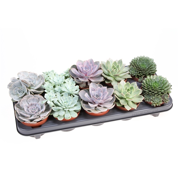 <h4>Echeveria mix</h4>