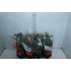 CACTUS RAIZ PROPRIA P11