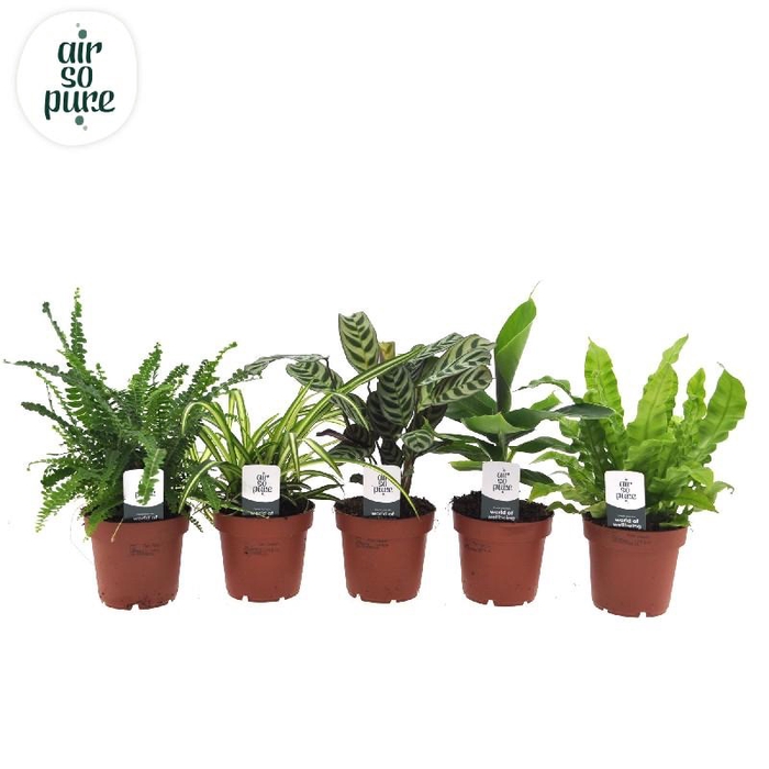 <h4>Overig kamerplanten gemengd Air so Pure mix</h4>