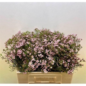 CHAME UN JUPITER SOL