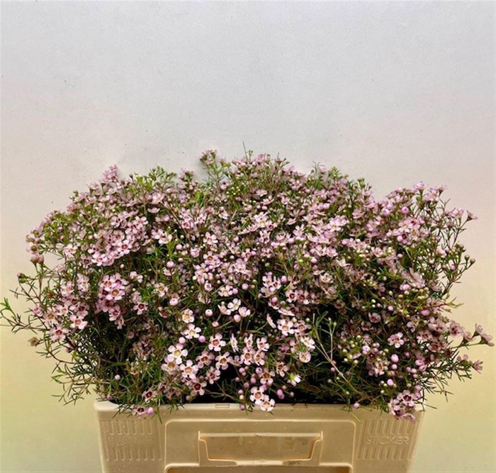 <h4>CHAME UN JUPITER SOL</h4>